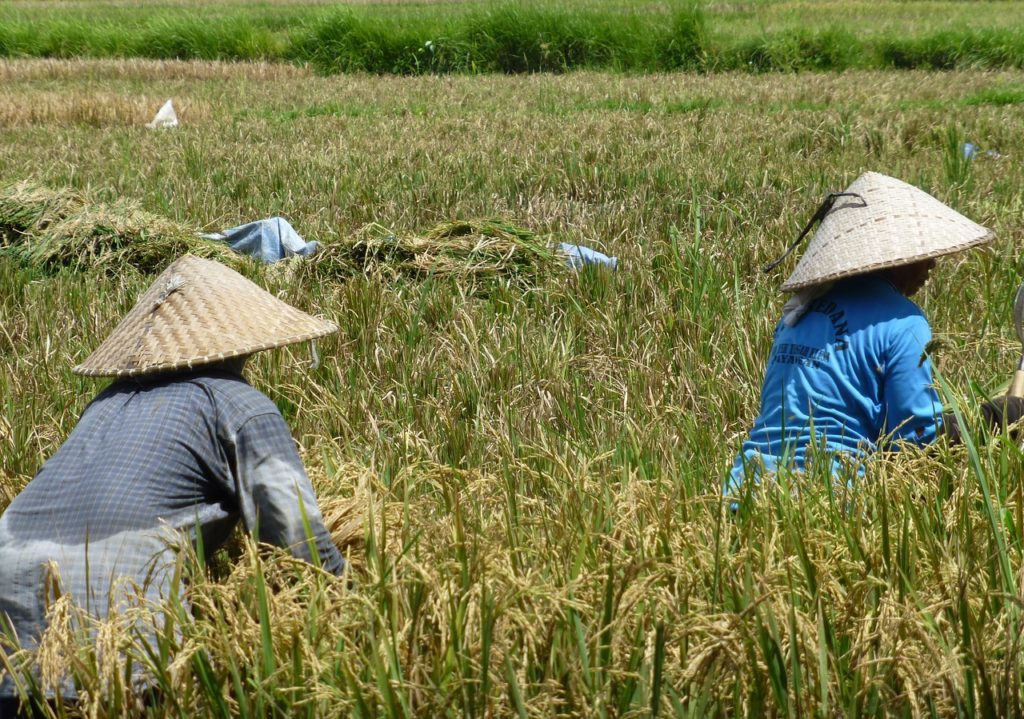 Chineese Bali Hats Rice Fields